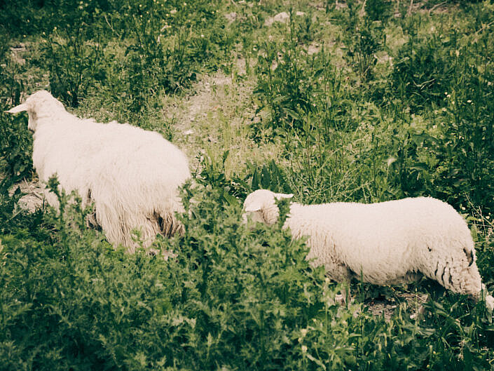 Along the Way of San Nilo in Cilento